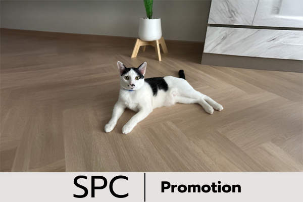 ProMotion 